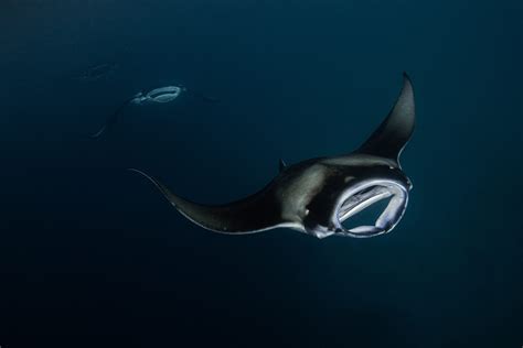 Mantas 